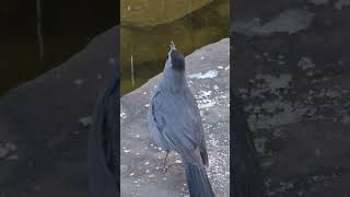 Download lagu Gray Catbird #satwa liar #graycatbird #catbird #alam #burung mp3 Download lagu Gray Catbird #satwa liar #graycatbird #catbird #alam #burung mp3