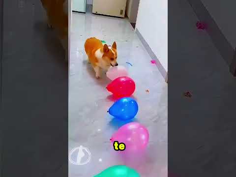 Chcę czekoladę!🦮