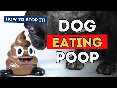 Dogs Who Eat Poop: How To Stop It