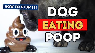 Dogs Who Eat Poop: How To Stop It