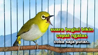 Download lagu Pleci Gacor Ngalas,Pancingan Pleci Malas Bunyi || Pleci Bustomi Gacor mp3
