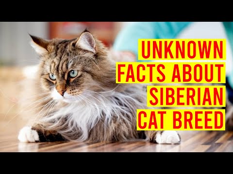 Siberian Cat Breed; 10 Facts You Need To Know Before Buying One/ All Cats