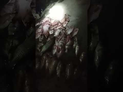 Pescando mojarras en  la represa de tona Santander.