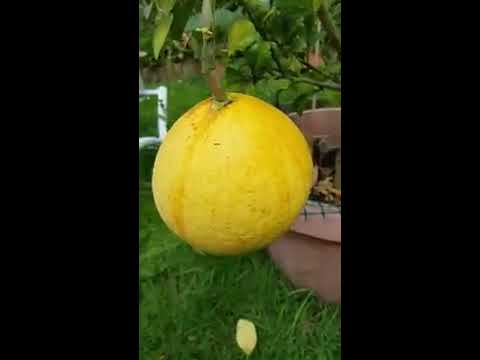 Kung ito ay posible sa paggamot sa kuko halamang-singaw dArsonval Lamisil pagalingin halamang-singaw sa paa