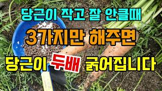 당근이 작고 안클때 이것 3가지만 해주면 당근이 두배더 커지고 굵어집니다 #당근키우기