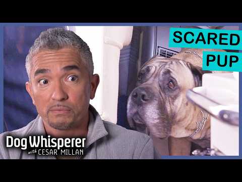 Cesar VS Dogs With Extreme Anxiety | Dog Whisperer With Cesar Millan