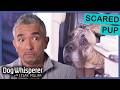 Cesar VS Dogs With Extreme Anxiety Dog Whisperer With Cesar Millan