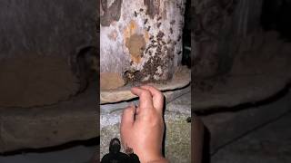 Download lagu Queen Bee Appearance mp3