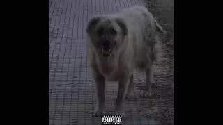 ŞırdanGang - Habbuşi