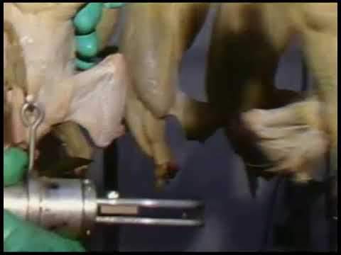 Neck breaker model dnb 1