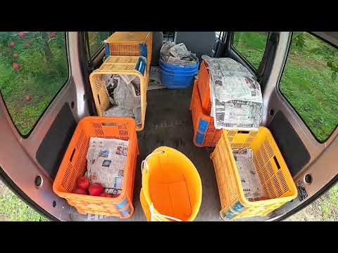 リンゴの収穫: 良い収量を得るための 10 のヒント 植物