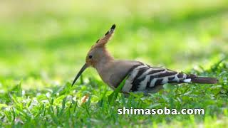 今季3羽目となるヤツガシラ発見(動画あり)