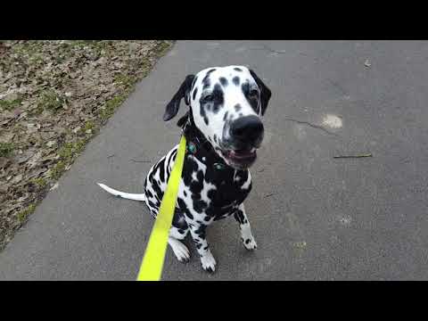 Dalmatiner unterwegs • Hundebegegnung • Alltagstraining • Dog Tricks