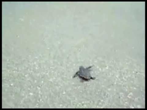 Caretta Caretta (The Sea Turtle Song)