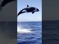 Killer Whale Jumping Out Of Water Shorts