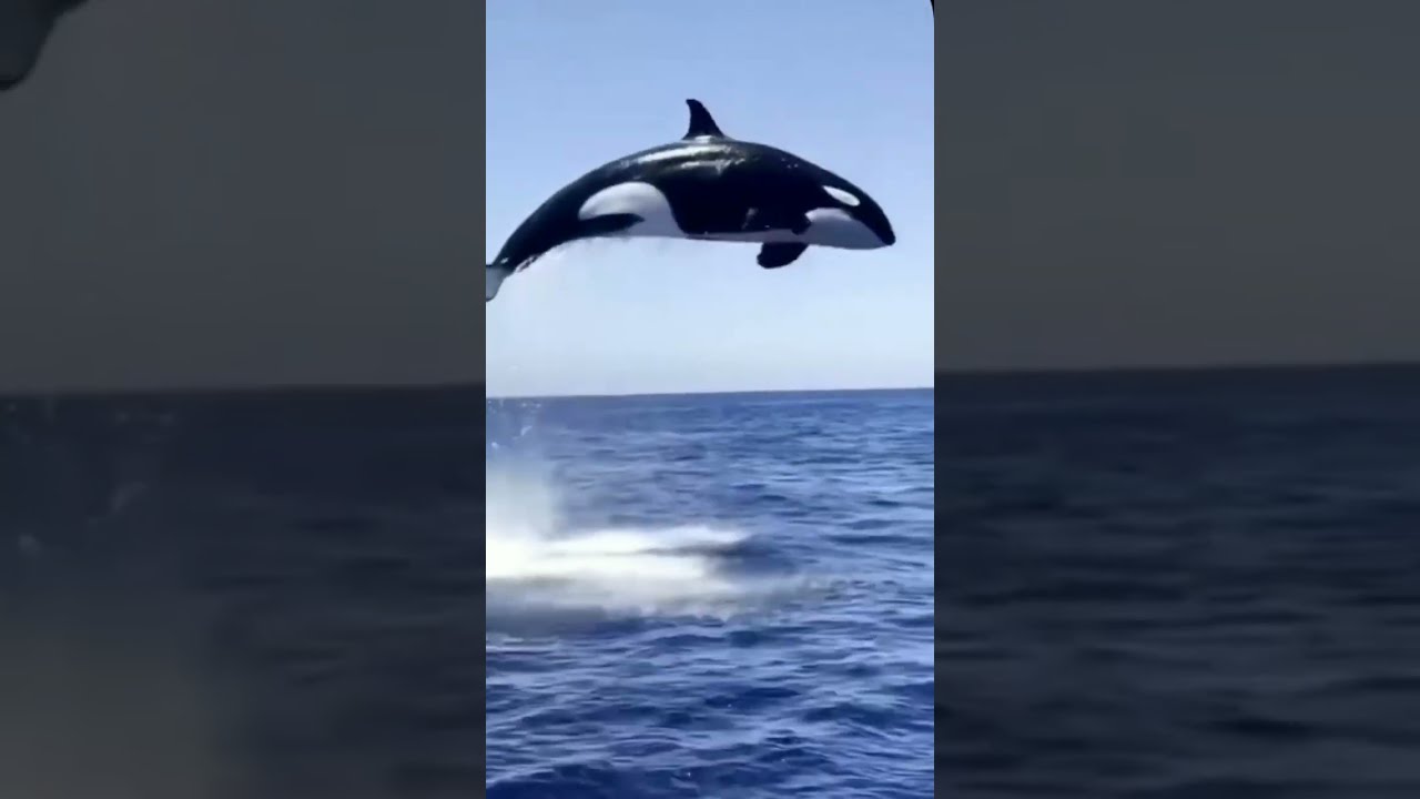 paus pembunuh melompat keluar dari air #celana pendek