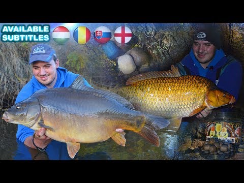 Putz Tamás - Őszi nagypontyok bűvöletében