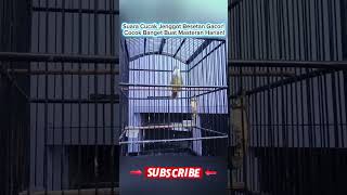 Download lagu Suara Cucak Jenggot Besetan Gacor! Cocok Banget Buat Masteran Harian! mp3