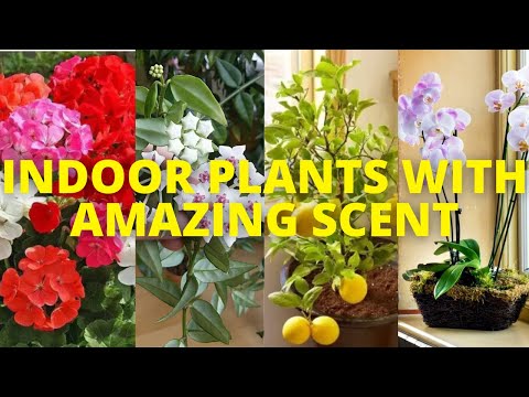, title : '10 Indoor plants that smell good | 10 fragrant Indoor plants that make home aromatic'
