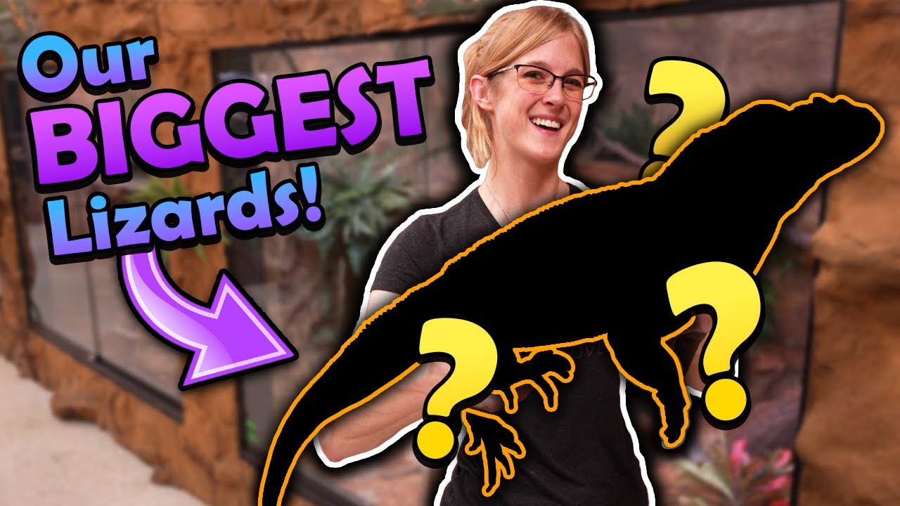 Meet our Biggest Lizards!