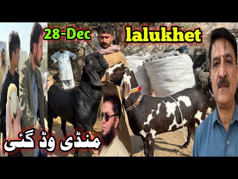 Lalukhet Bakra mandi latest update| 28-Dec-2025🚨 Gulabi kamori teddy pateri makka chini 🔥،