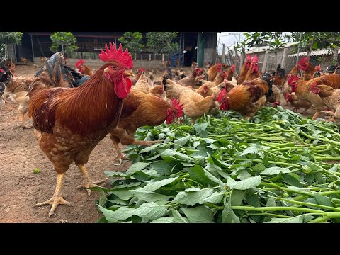 How to raise free range chickens effectively - raising baby chickens for beginners - chicken farming