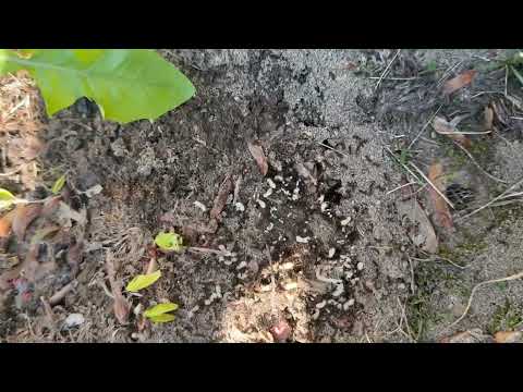 A Large Ant Colony Under the Bait Station in West Long Branch, NJ
