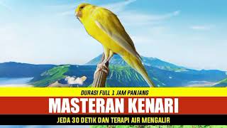 Download lagu masteran kenari jeda 30 detik dengan gemricik air mengalir mp3