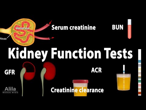 Kidney Function Tests, Animation