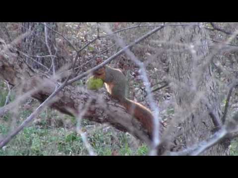 Midwest Squirrel eating Osage Orange Fruit