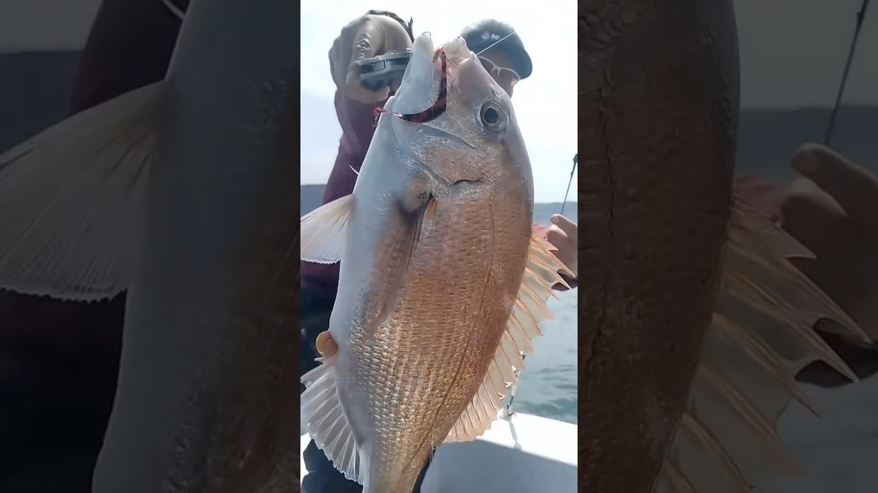 4月5日、明石真鯛始まりました！！