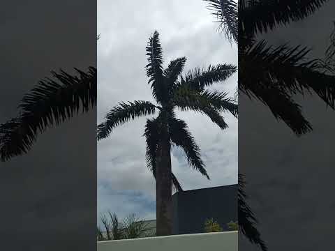 #natureza #dezembro #vilhena #rondonia #amazonia