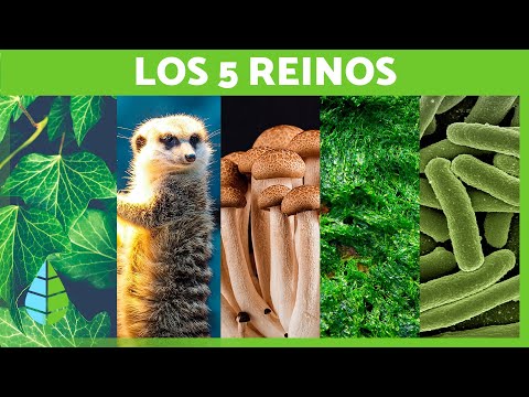 Los 5 REINOS de la NATURALEZA 🌍 (Animalia, Plantae, Fungi, Monera y Protista)