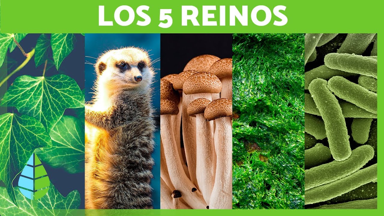 Los 5 REINOS de la NATURALEZA 🌍 (Animalia, Plantae, Fungi, Monera y Protista)