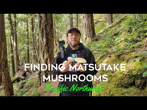 Foraging for Matsutake Mushrooms in the Pacific Northwest | Pine Mushrooms