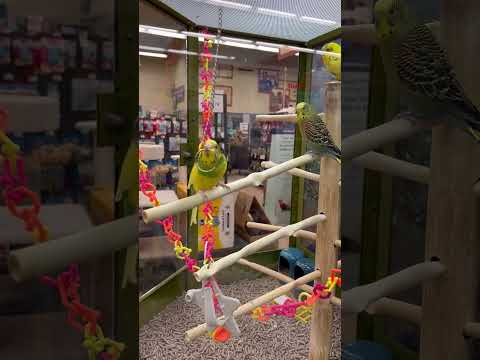 Petco | Birds, Rabbits, Rats & Fishes | Massachusetts |USA | #video #pets #birds #fish #usa #india