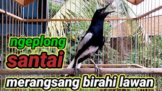 Download lagu suara burung kacer ngeplong merdu sangat ampuh buat pancingan kacer bahan bikin cepat gacor mp3 Download lagu suara burung kacer ngeplong merdu sangat ampuh buat pancingan kacer bahan bikin cepat gacor mp3