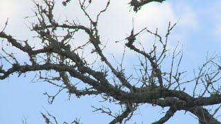 Infectious disease killing oak trees is widespread in Central Texas