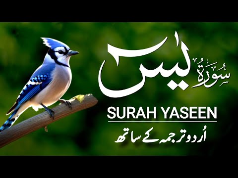 Surah Yaseen Urdu Tarjuma ke Sath | Episode 436
