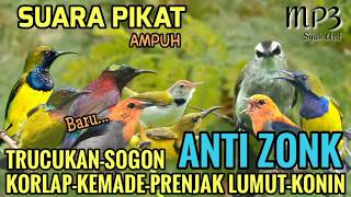 Download lagu SUARA PIKAT BURCIL AMPUH - TRUCUKAN, SOGON, KORLAP, KEMADE, PRENJAK LUMUT, KONIN  mp3