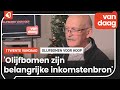 40 Olijfbomen voor Palestijnse boeren