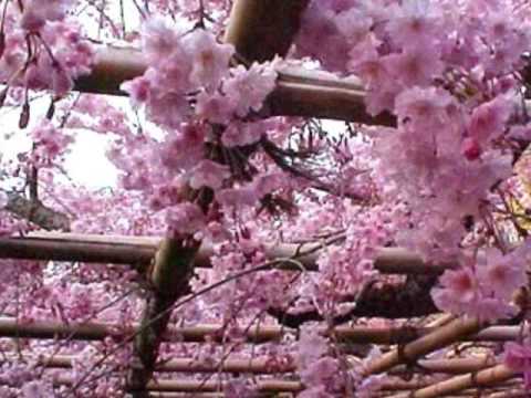 Tooi Hi no Kizuato Piano