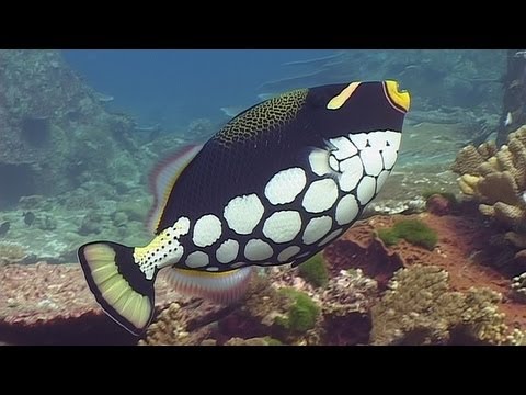 フィレオフィッシュ＆トリガーフィッシュ - アンダマン島のリーフライフ - パート12 (Filefish & Triggerfishes - Reef Life of the Andaman - Part 12)