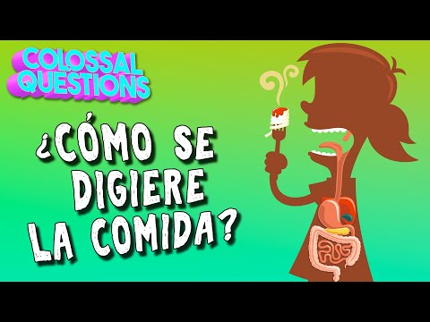 ¿Cómo se digiere la comida? | PREGUNTAS COLOSALES
