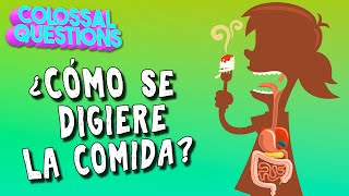 ¿Cómo se digiere la comida? | PREGUNTAS COLOSALES