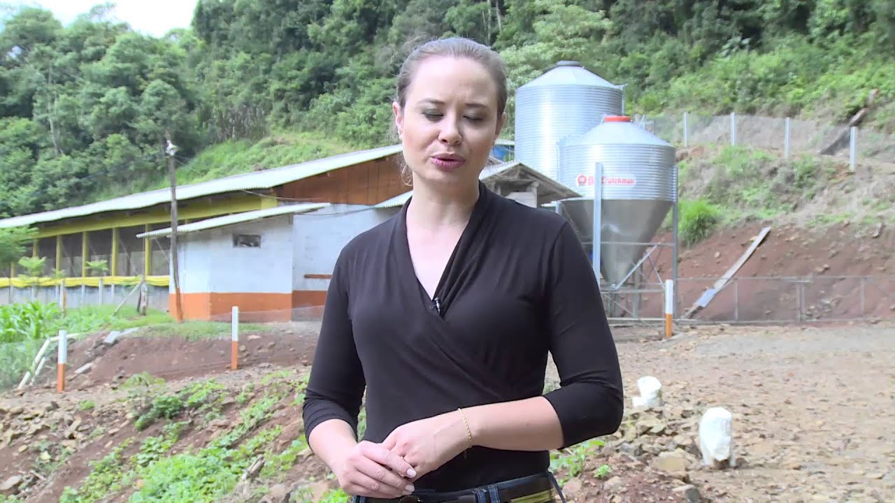 Suinocultura em Lacerdópolis -  24.12.15