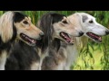 Saluki - PERROS SALUKIS, LA RAZA más ANTIGUA de CANES DOMESTICADOS