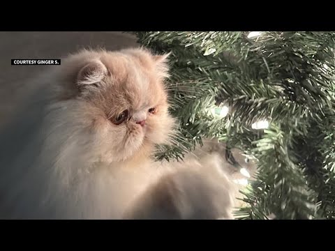 Family faces $30,000 bill for cat's surgeries - YouTube