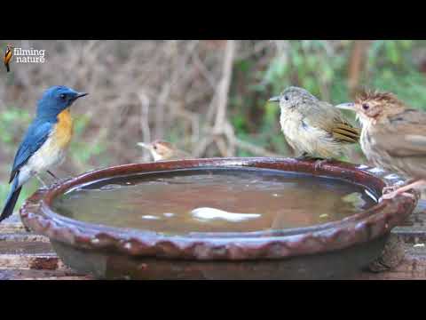 download lagu mp3 mp4 Migratory Birds In Goa, download lagu Migratory Birds In Goa gratis, unduh video klip Migratory Birds In Goa