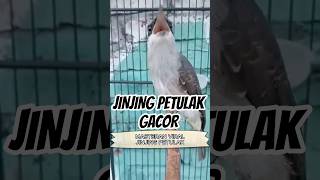 Download lagu Jinjing Petulak#KicauMania #MasteranBurung #masteranburung #cucakijo #kicaumania#shortvideo mp3